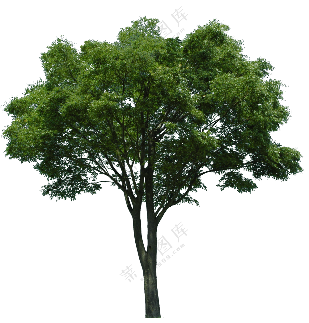 PNG免扣植物树木