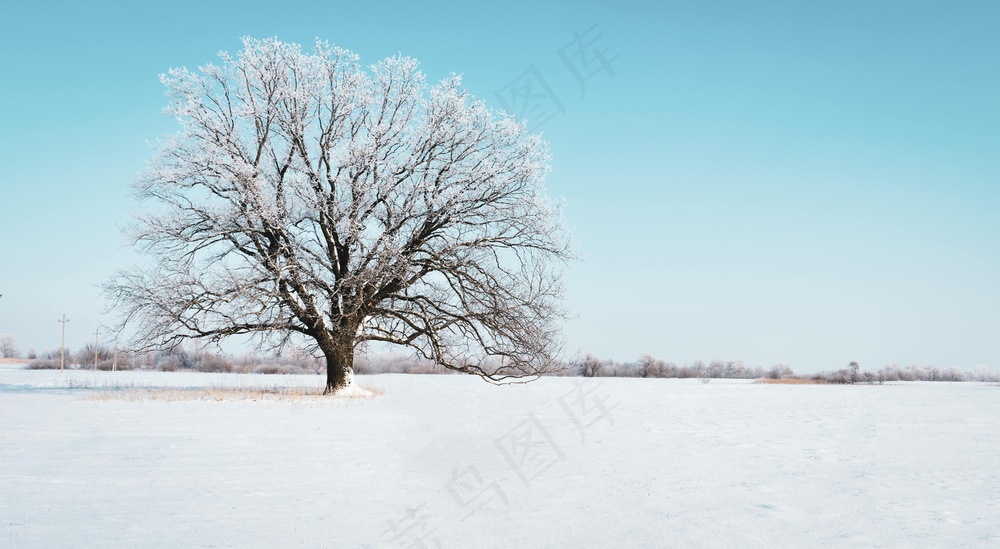 雪中孤影树