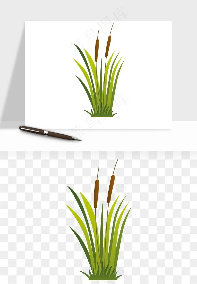 植物芦苇蒲苇香蒲png免抠