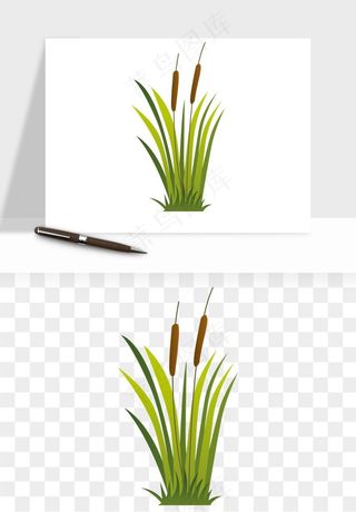植物芦苇蒲苇香蒲png免抠