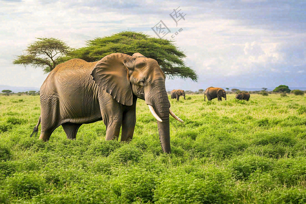 非洲大草原大象象群野生动物保护动物摄影图