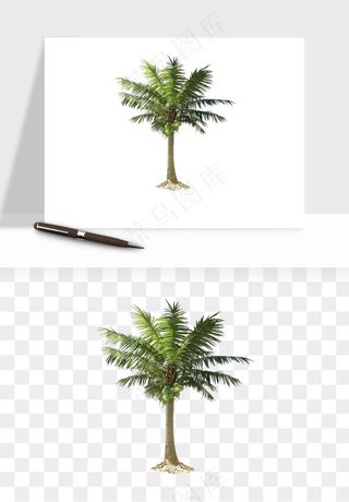 棕榈树椰树png免抠