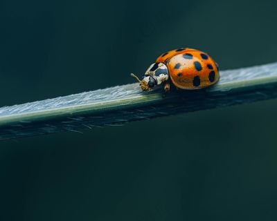 翠绿上的橙黑斑点瓢虫