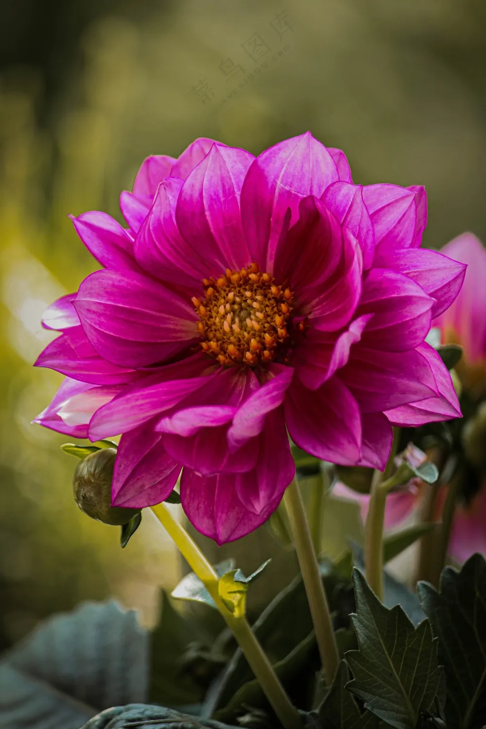 玫红色菊花微距特写图片