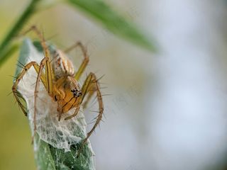 花间守望的金色守护者