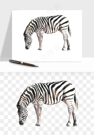 斑马动物png免抠