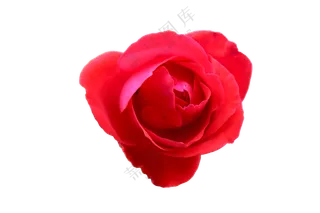 红色免抠花卉  月季花蕾