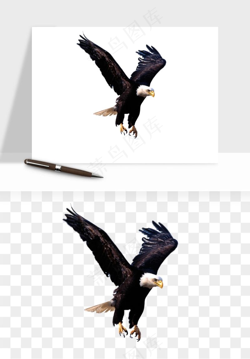 老鹰雄鹰展翅png免抠