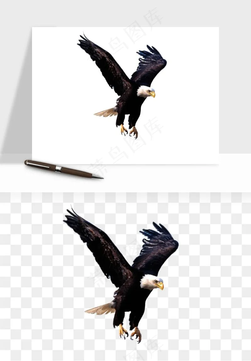 老鹰雄鹰展翅png免抠