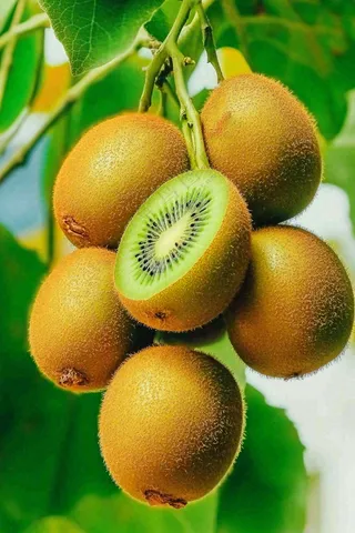 新鲜水果猕猴桃摄影图