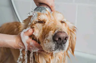 宠物美容院猫狗卡通插画背景