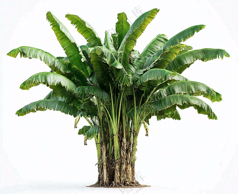 芭蕉树绿植景观白色背景摄影图