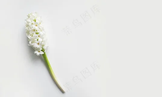 白色背景下的花朵  