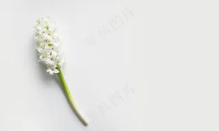 白色背景下的花朵