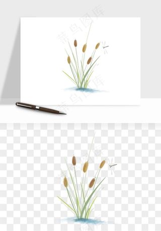 植物芦苇蒲苇香蒲png免抠