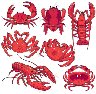 帝王蟹螃蟹龙虾海鲜插画图片