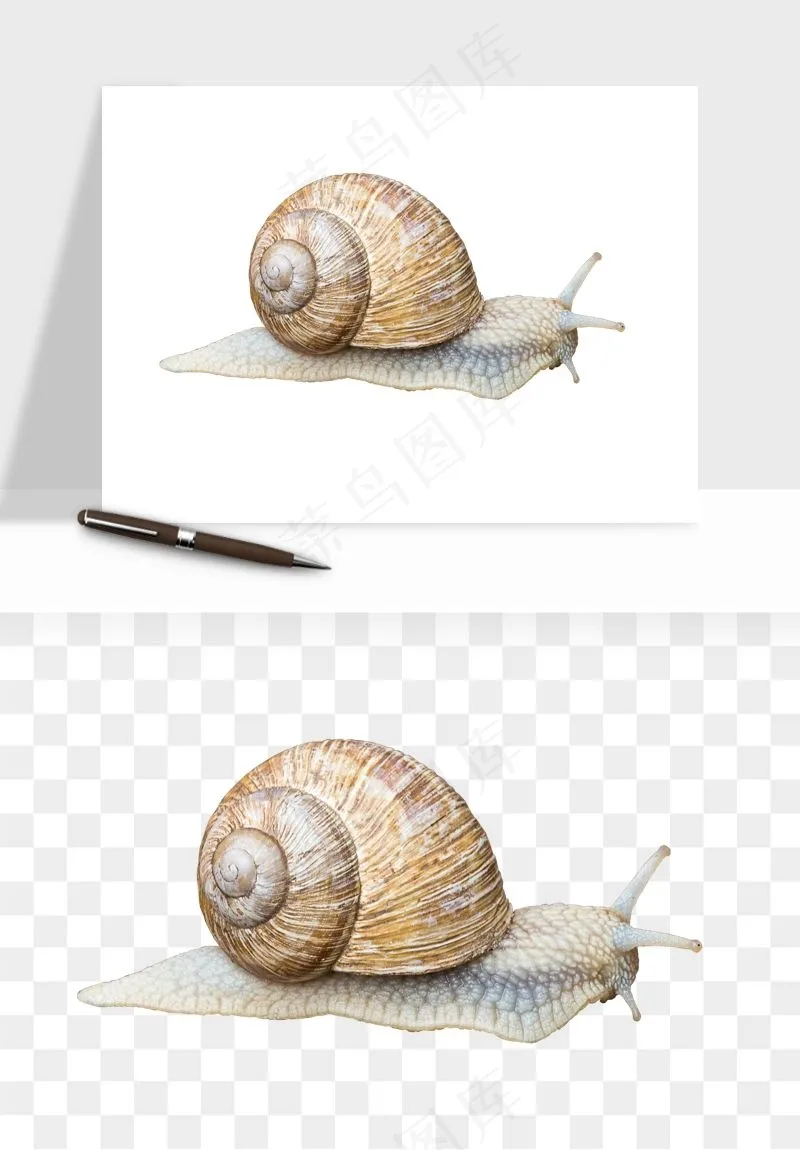 蜗牛动物png免抠