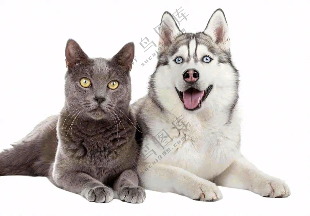 猫狗朋友萌宠宠物动物免抠