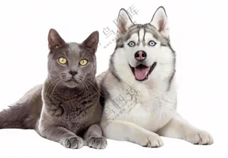 猫狗朋友萌宠宠物动物免抠