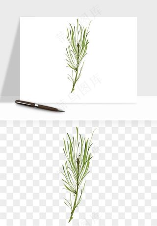 清新手绘植物png免抠