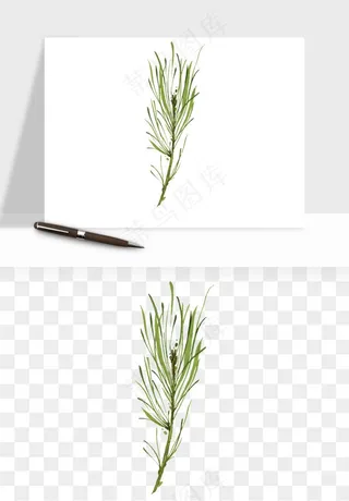 清新手绘植物png免抠