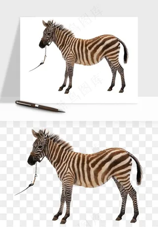斑马动物png免抠