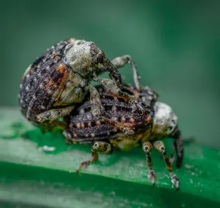 棕黑昆虫觅食·静谧特写·棕绿相映·自然科普展示