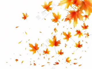 秋天红色枫叶飘落插画免抠