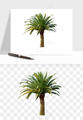 棕榈树椰树png免抠