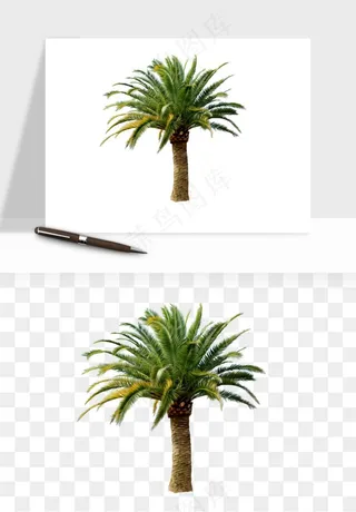 棕榈树椰树png免抠