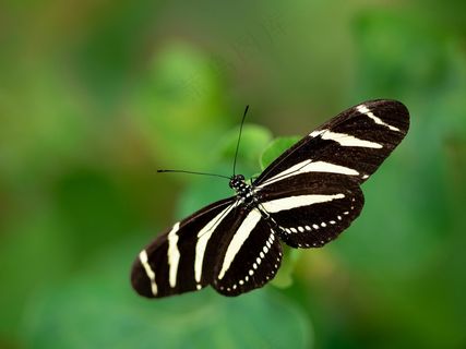 绿意盎然间的优雅舞者——斑马蝴蝶