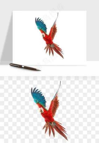 鹦鹉八哥鸟宠物png免抠