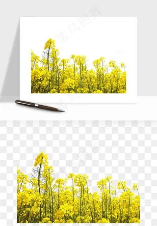 油菜花田png免抠
