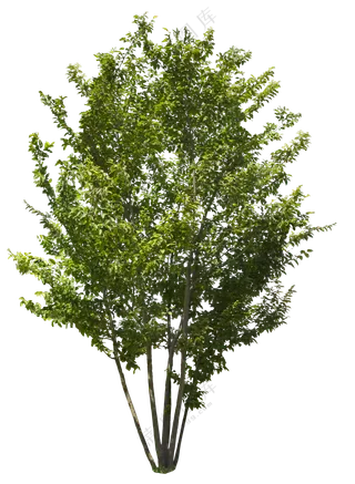 PNG免扣植物树木