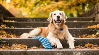 秋天公园台阶上的金毛犬狗宠物摄影图