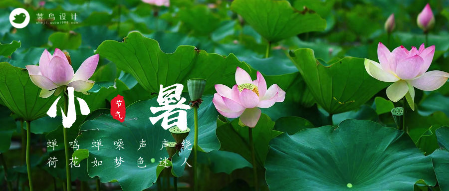 小暑公众号首图