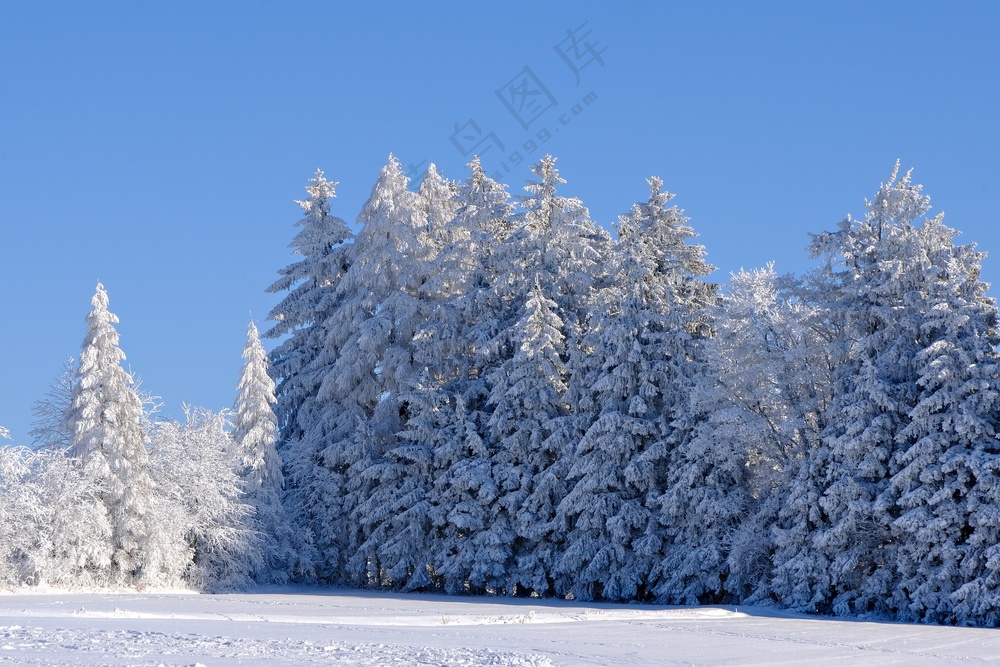 冬季雪地雪松雪景图片