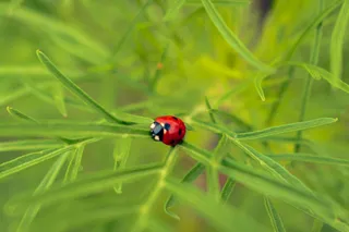 生机勃勃的绿叶上的瓢虫