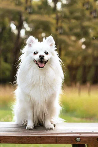 文明养狗宠物遛狗小区物业背景