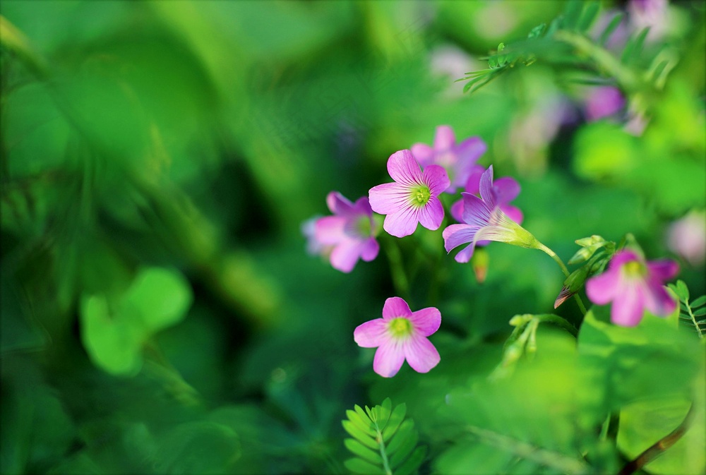 紫蕊粉瓣生机图 自然野趣装饰画