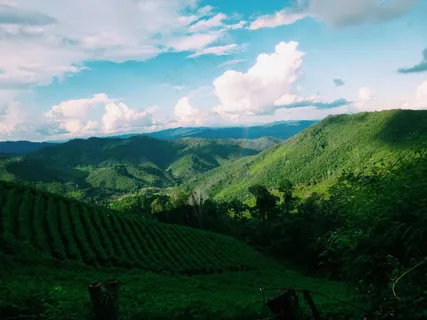 茶园山丘宁静景·田园风光风·绿白交织色·农业景观照