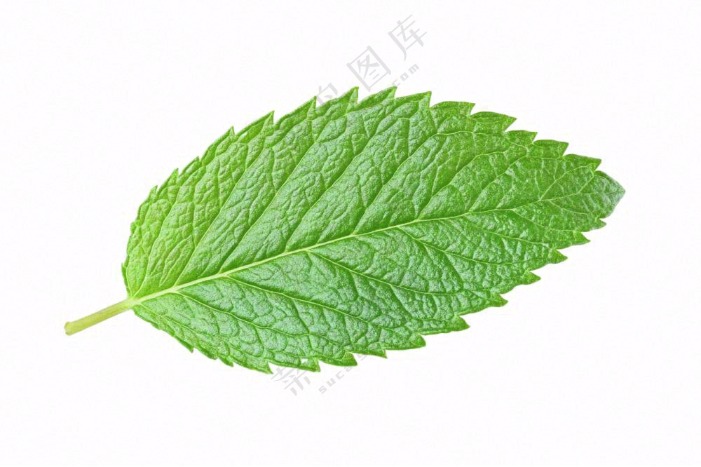 薄荷绿叶免抠