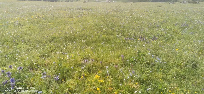 草原，花，