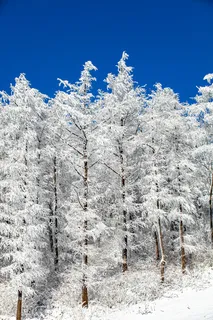 银装素裹的森林冬日