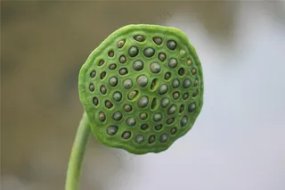 一颗莲蓬图片