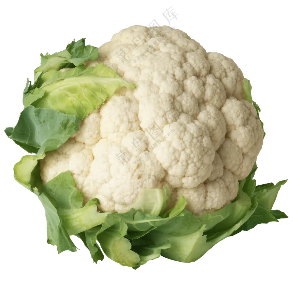 一颗花球紧实的松花菜免抠图片素材