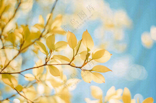 阳光下的绿叶枝头树摄影图