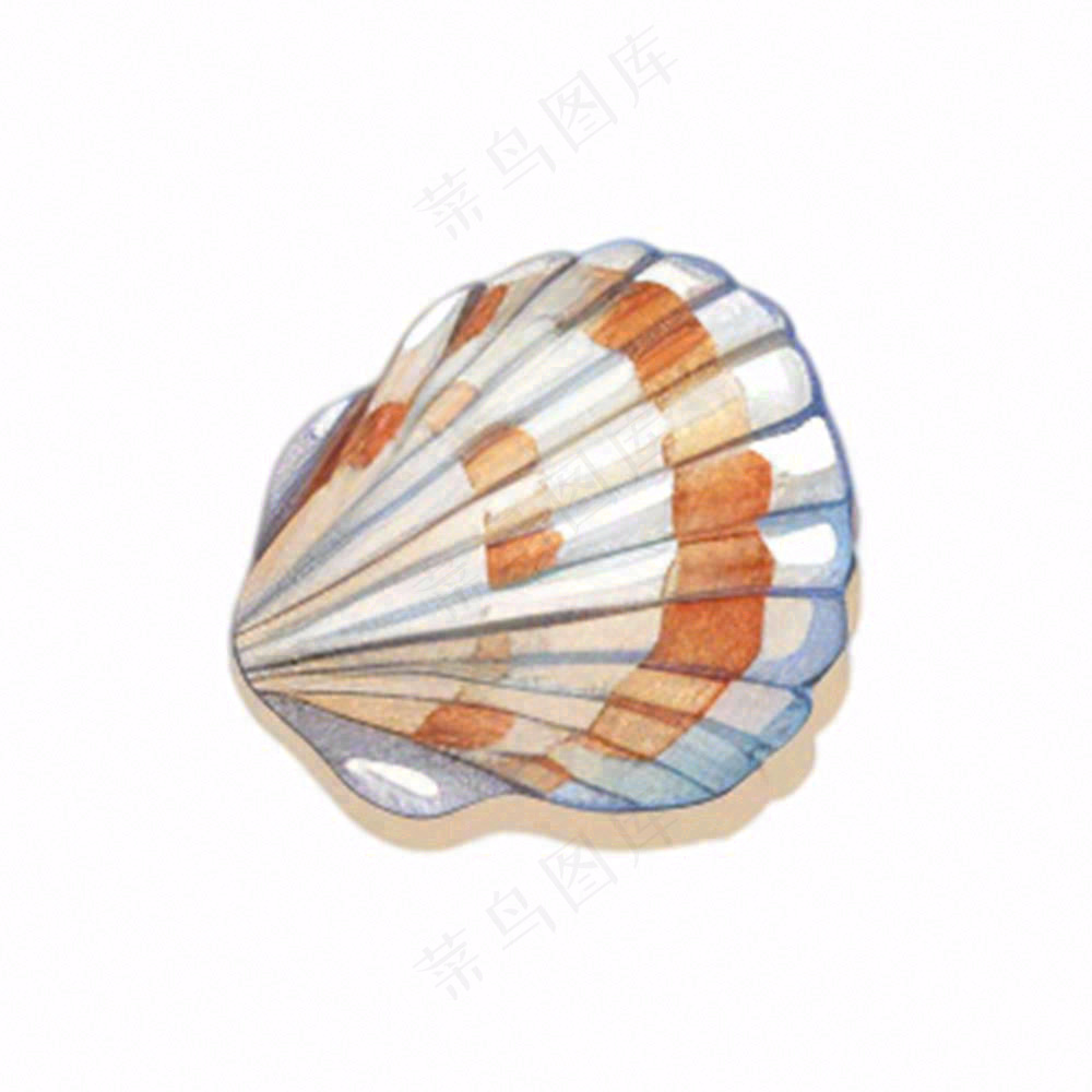 海洋扇贝贝壳卡通插画免抠