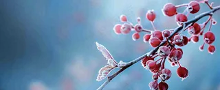 冬天冰天雪地红色果实上的白雪霜降小寒大寒摄影图