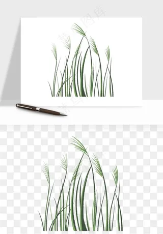 植物芦苇蒲苇香蒲png免抠